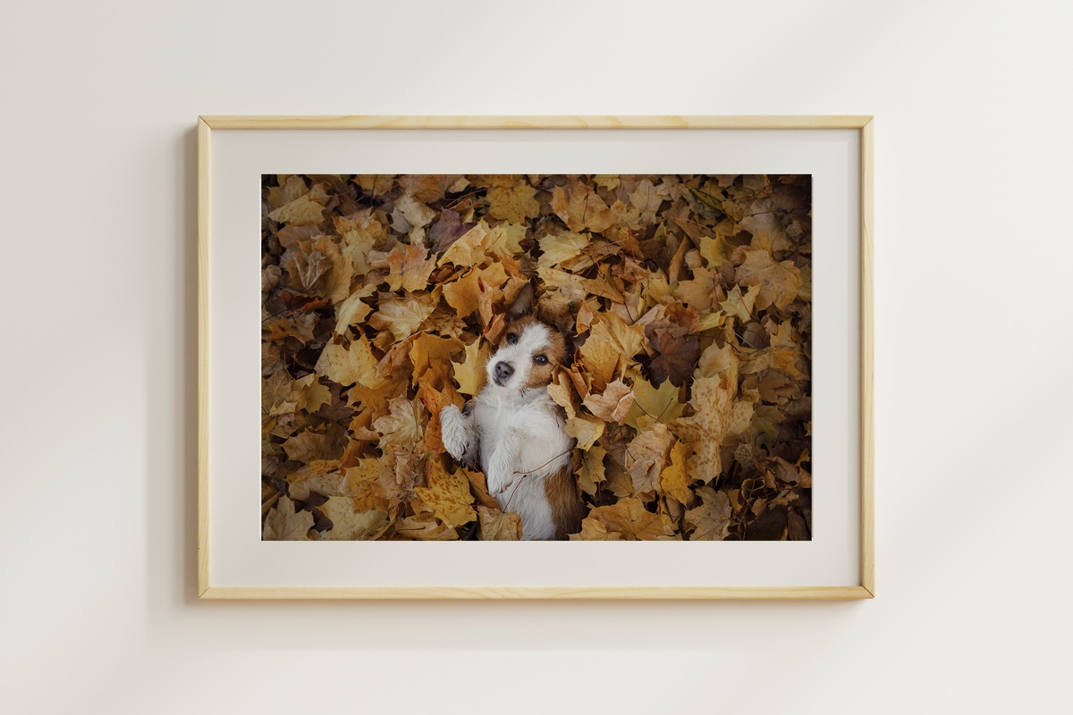 Obraz vašeho domácího mazlíčka Obraz vašeho domácího mazlíčka